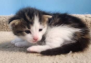 Rescue Domestic Short Hair Cats for Adoption in Gold Beach, Oregon - Eclipse | PetCurious