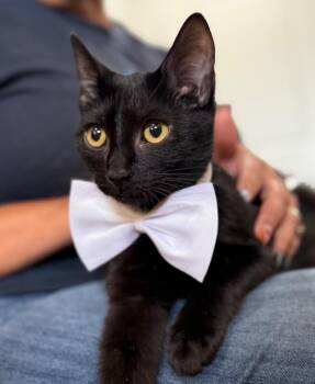 Alfred Royal -  Bombay and Domestic Short Hair Cat for Adoption in Friendswood, Texas - Alfred Royal | PetCurious