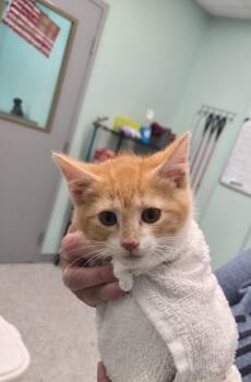 LudaHiss -  Domestic Short Hair Cat for Adoption in Athens, Tennessee - LudaHiss | PetCurious