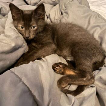 Lincoln -  Domestic Short Hair Cat for Adoption in Wichita, Kansas - Lincoln | PetCurious