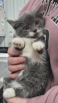 Rescue Domestic Medium Hair Cats for Adoption in Hillsdale, Indiana - Shock | PetCurious
