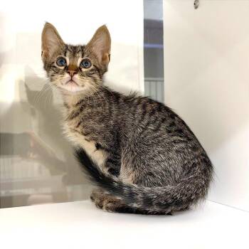 Haku -  Domestic Short Hair Cat for Adoption in League City, Texas - Haku | PetCurious