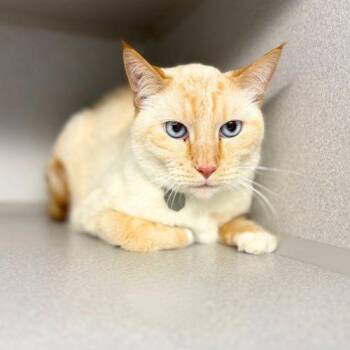 Domestic Short Hair Cats Available for Adoption in Aurora, Colorado - SIMBA | PetCurious