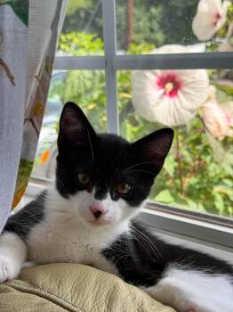 Shortcake -  Domestic Short Hair Cat for Adoption in Manchester, Connecticut - Shortcake | PetCurious