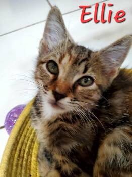 Rescue Domestic Short Hair Cats for Adoption in Jacksonville, Florida - Erin =^.^= | PetCurious