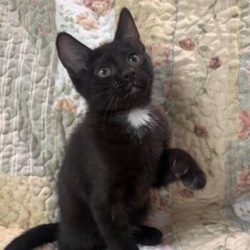 Domestic Short Hair Cats Available for Adoption in Belleville, Illinois - Heathcliff | PetCurious