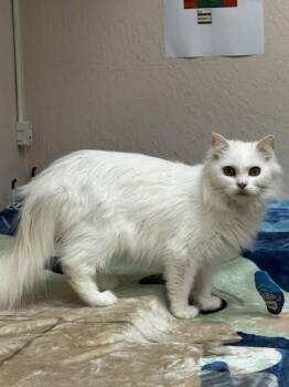White Kitty -  Domestic Long Hair and Domestic Short Hair Cat for Adoption in Roseville, California - White Kitty | PetCurious