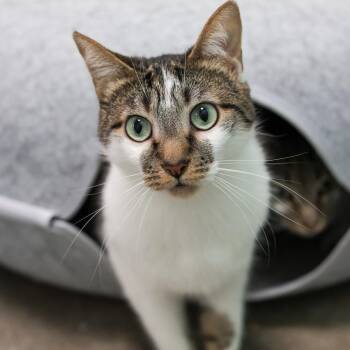 Domestic Short Hair Cats Available for Adoption in Los Angeles, California - Thumper | PetCurious