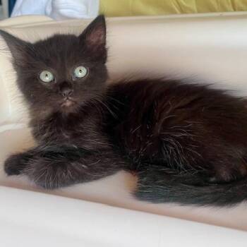 Jim -  Domestic Medium Hair Cat for Adoption in Cleveland, Ohio - Jim | PetCurious