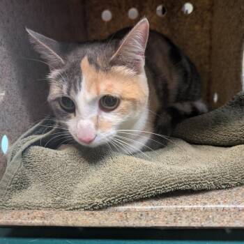 Kiki -  Domestic Medium Hair Cat for Adoption in Pasadena, California - Kiki | PetCurious