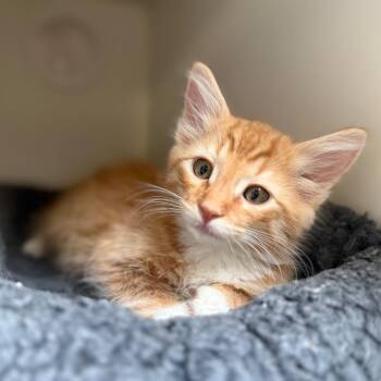 Domestic Medium Hair Cats Available for Adoption in Riverside, California - Cheeto | PetCurious