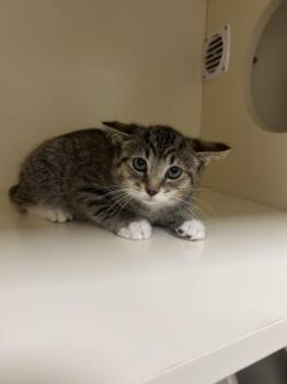 Maverick -  Domestic Short Hair Cat for Adoption in Lancaster, Pennsylvania - Maverick | PetCurious