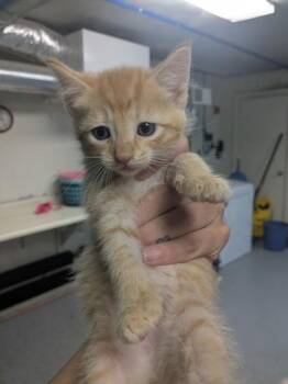 Squeegee -  Domestic Short Hair Cat for Adoption in Lock Haven, Pennsylvania - Squeegee | PetCurious