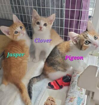 Pigeon -  Domestic Short Hair Cat for Adoption in Diamond Springs, California - Pigeon | PetCurious
