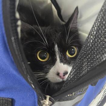 Yuki -  Domestic Short Hair Cat for Adoption in Newark, New Jersey - Yuki | PetCurious