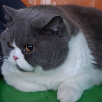 SIR DUKE -  British Shorthair Cat for Adoption in Richmond, California - SIR DUKE | PetCurious