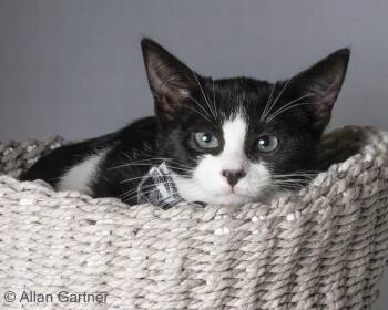 Soot -  Domestic Short Hair Cat for Adoption in Maryville, Tennessee - Soot | PetCurious