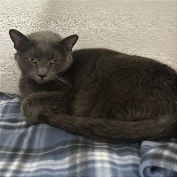 Domestic Short Hair Cats Available for Adoption - Grigio | PetCurious