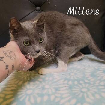 Domestic Short Hair Cats Available for Adoption in Parkersburg, West Virginia - Mittens | PetCurious