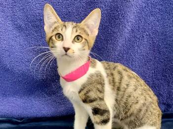 TARA -  Domestic Short Hair Cat for Adoption in Moreno Valley, California - TARA | PetCurious