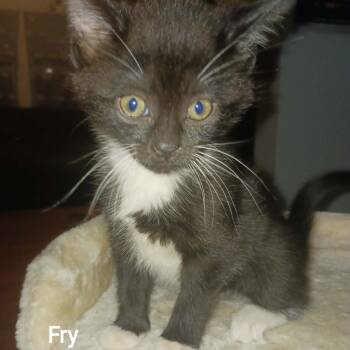 Fry -  Domestic Short Hair Cat for Adoption in Parkersburg, West Virginia - Fry | PetCurious