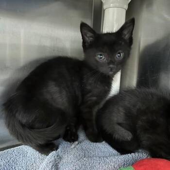 Domestic Short Hair Cats Available for Adoption in Indianapolis, Indiana - Jamie | PetCurious