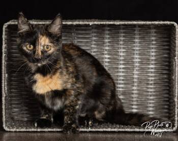 Rescue Domestic Short Hair Cats for Adoption in Valley Park, Oklahoma - Mango | PetCurious