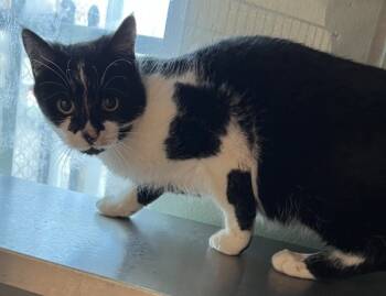 Rescue Domestic Short Hair Cats for Adoption in Stratham, New Hampshire - Tuba | PetCurious