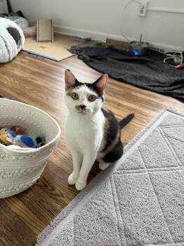 Mama Reno -  Domestic Medium Hair Cat for Adoption in Philadelphia, Pennsylvania - Mama Reno | PetCurious