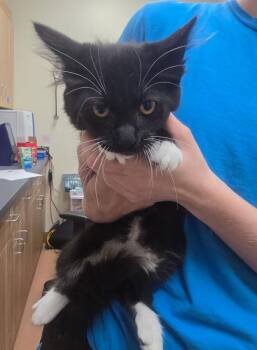Grinch -  Domestic Short Hair Cat for Adoption in Kennewick, Washington - Grinch | PetCurious