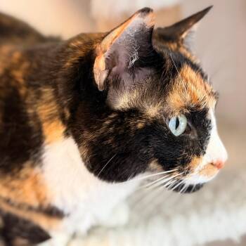 Talina -  Domestic Short Hair Cat for Adoption in Cumming, Georgia - Talina | PetCurious