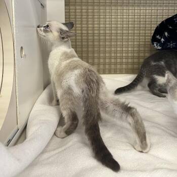 Huntress -  Domestic Short Hair Cat for Adoption in Philadelphia, Pennsylvania - Huntress | PetCurious