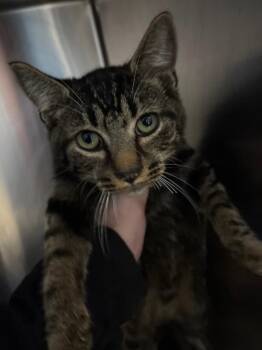Han -  Domestic Short Hair Cat for Adoption in Dalton, Georgia - Han | PetCurious