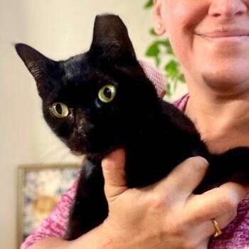Annabelle Daniel -  Bombay and Domestic Short Hair Cat for Adoption in Friendswood, Texas - Annabelle Daniel | PetCurious