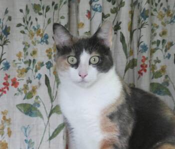 Maura -  Domestic Short Hair Cat for Adoption in Cedars, Pennsylvania - Maura | PetCurious