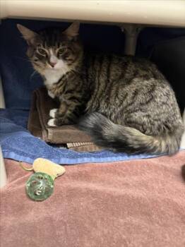 MILO -  Domestic Medium Hair Cat for Adoption in Derwood, Maryland - MILO | PetCurious