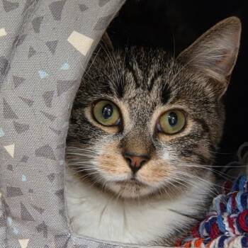 Jelly -  Domestic Short Hair Cat for Adoption in Ballston Spa, New York - Jelly | PetCurious