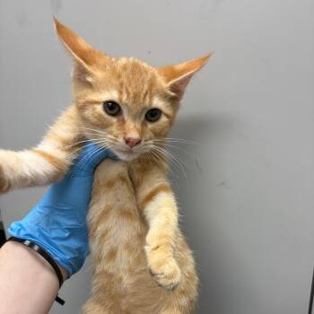 Rhombus -  Domestic Short Hair Cat for Adoption in Columbiana, Alabama - Rhombus | PetCurious