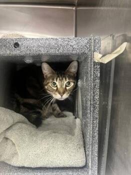 Sylvester -  Domestic Short Hair Cat for Adoption in Daytona Beach, Florida - Sylvester | PetCurious
