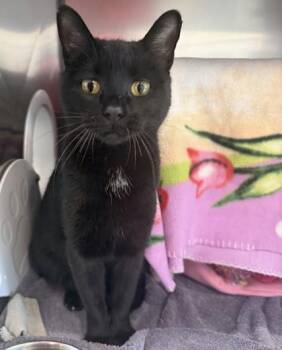 Domestic Short Hair Cats Available for Adoption - Sparkles | PetCurious