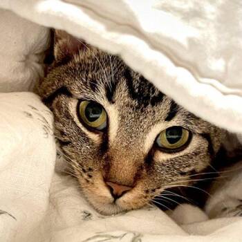 Winslow -  Tabby Cat for Adoption in Edmond, Oklahoma - Winslow | PetCurious