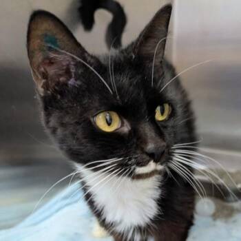 BECKY -  Domestic Short Hair Cat for Adoption in Methuen, Massachusetts - BECKY | PetCurious