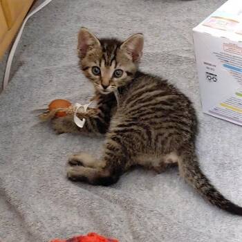 JUNEAU -  Domestic Short Hair Cat for Adoption - JUNEAU | PetCurious