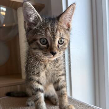 Rescue Domestic Medium Hair Cats for Adoption in Lynchburg, Virginia - Tempest | PetCurious