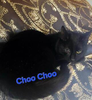 Domestic Short Hair Cats Available for Adoption in Jim Thorpe, Pennsylvania - Choo-Choo | PetCurious