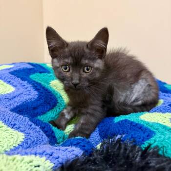 Princess Peach -  Domestic Short Hair Cat for Adoption in Agoura Hills, California - Princess Peach | PetCurious