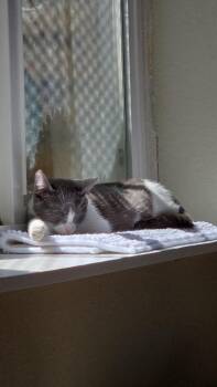Greenleaf -  Domestic Short Hair Cat for Adoption in Fort Lupton, Colorado - Greenleaf | PetCurious