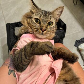 Domestic Medium Hair Cats Available for Adoption in Titusville, Florida - Coraline | PetCurious