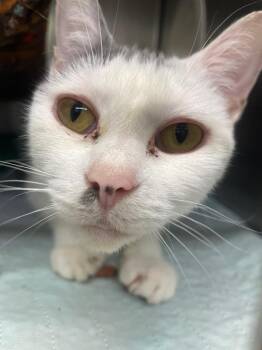 Domestic Short Hair Cats Available for Adoption in Blountville, Tennessee - Sticky Buns | PetCurious