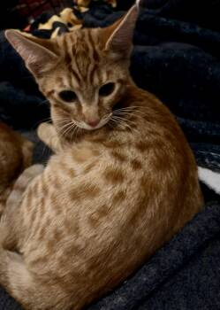 Toby -  Domestic Short Hair Cat for Adoption in Norco, California - Toby | PetCurious